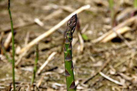 Asparagus Asparagus