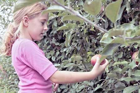 Picking Apples