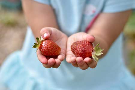 Picking strawberries