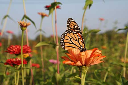 Monarch Butterfly