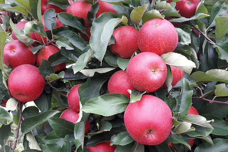 Pick Your Own Apples Pick Your Own Apples