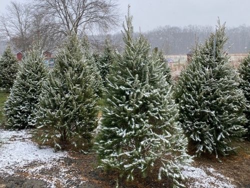 christmas trees snow