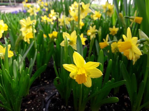daffodils