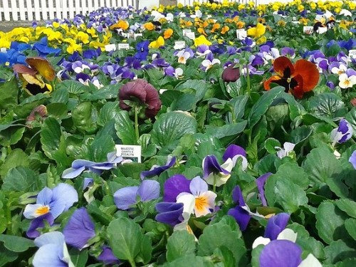 pansies