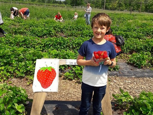 read pick strawberries 1