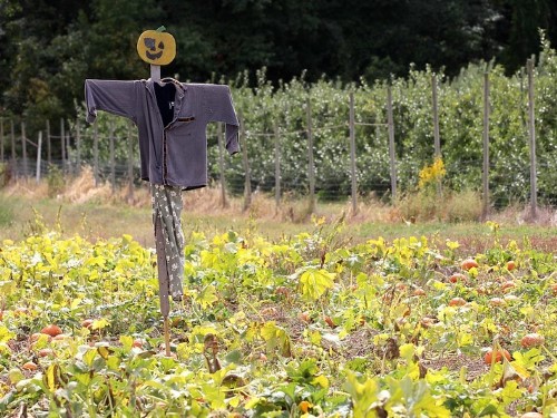 scarecrow in field