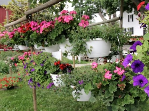 hanging-basket.sm_