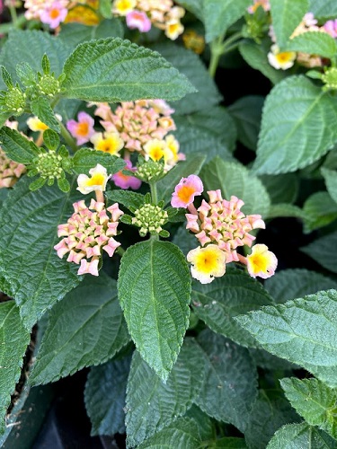 lantana closeup