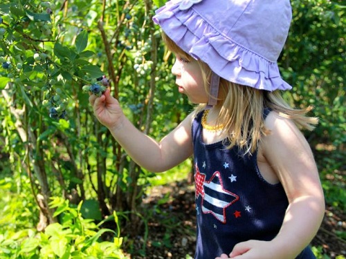 little girl picking blueberries