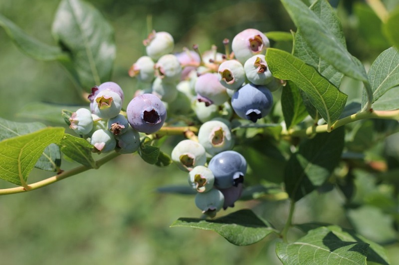 pyohiw_blueberries