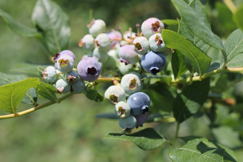 pyohiw_blueberries pyohiw_blueberries