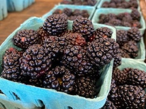 blackberries blackberries