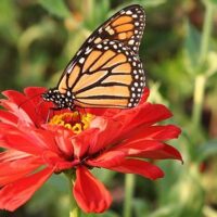 butterfly zinnia butterfly zinnia
