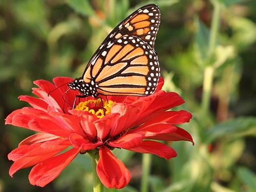 butterfly zinnia
