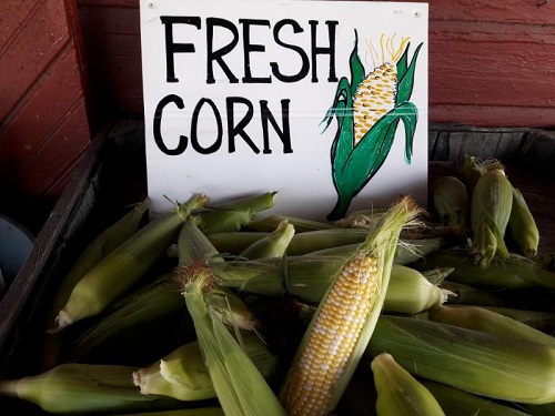 corn