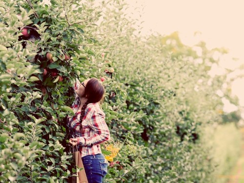 apple picking