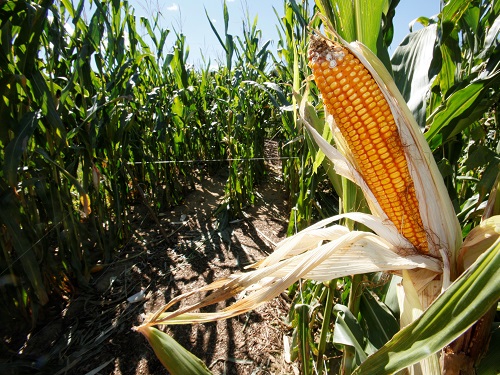 corn in maze