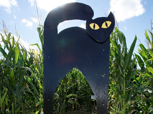 corn maze cat