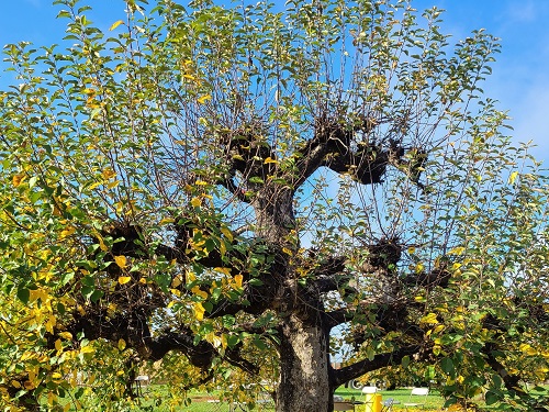 fall apple tree