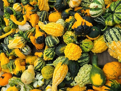 gourds