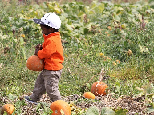 kid pumpkin picking