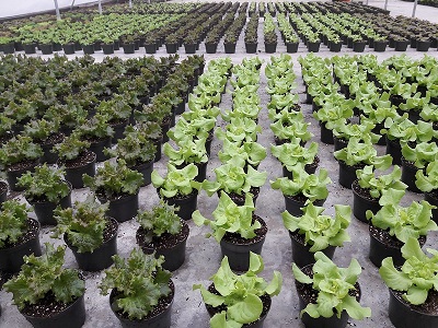 greenhouse lettuce