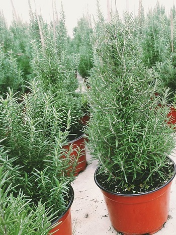 rosemary trees