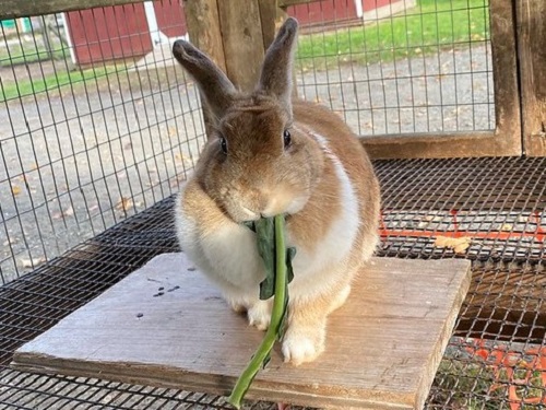 ginger bunny