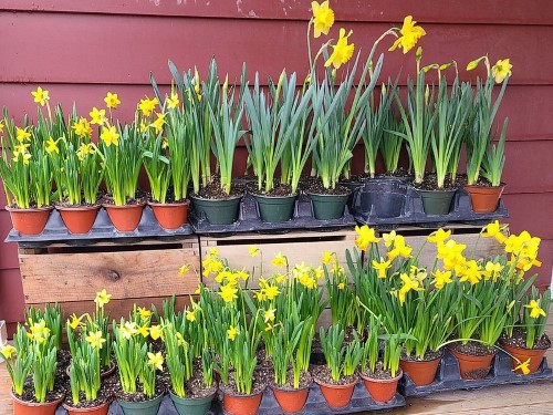 daffodils porch