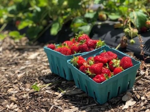 strawberries in field