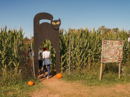 fall corn maze