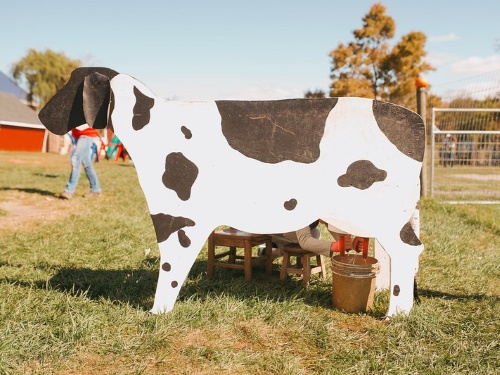 fall festival milking cow