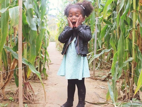 little girl corn maze