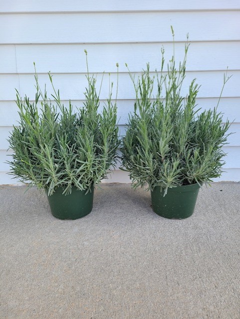 spanish lavender