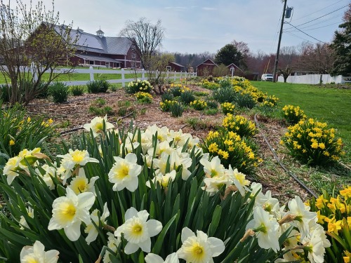 daffodils garden