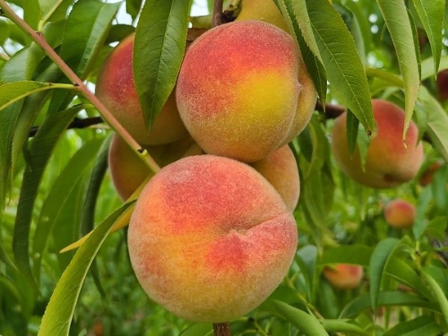 peaches on tree