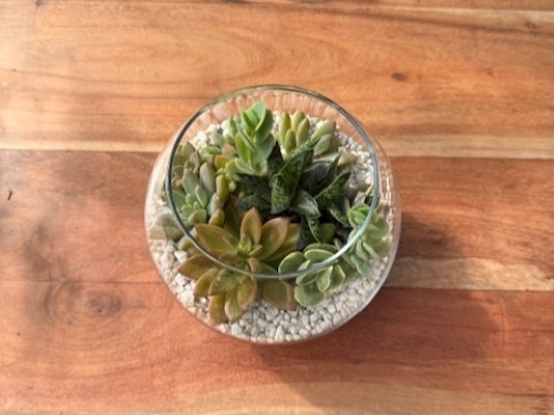 succulent
