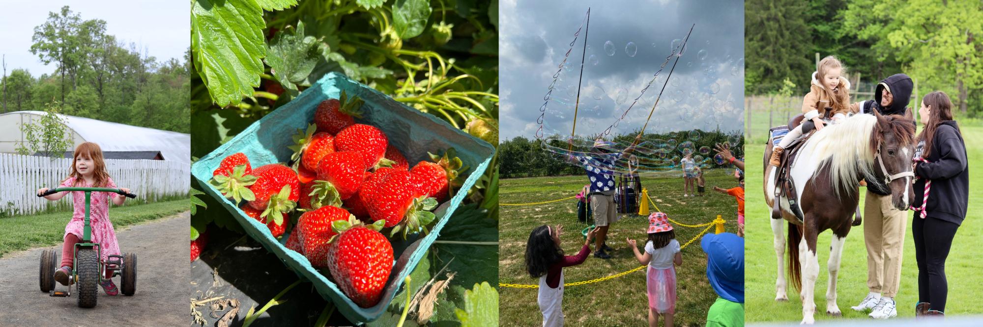 strawberry festival banner
