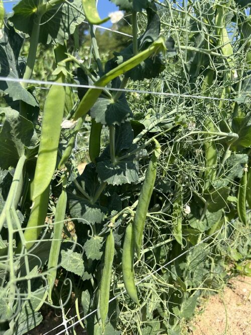 snow peas