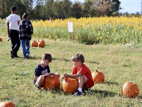 boys pumpkin patch