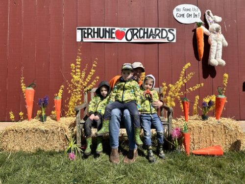 family bunny display