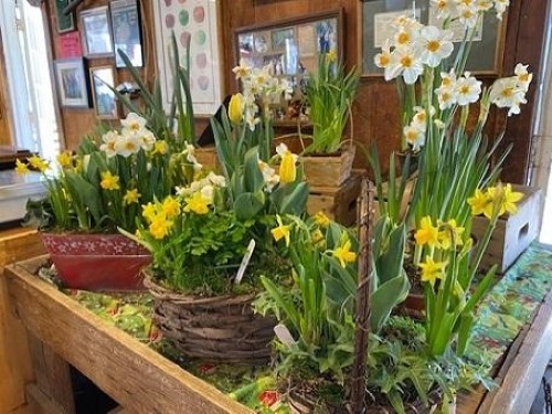daffodil baskets