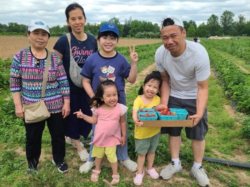 family strawberry picking