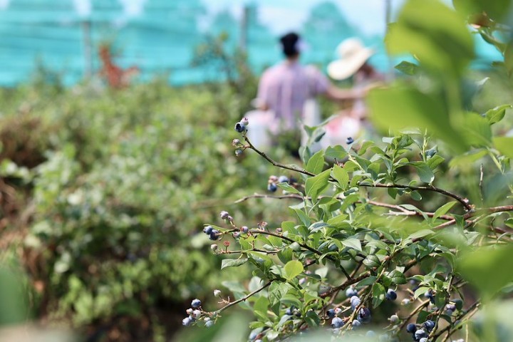 blueberry picking blueberry picking