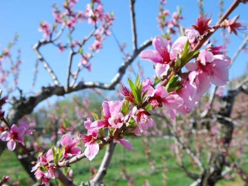 pink blossoms closeup