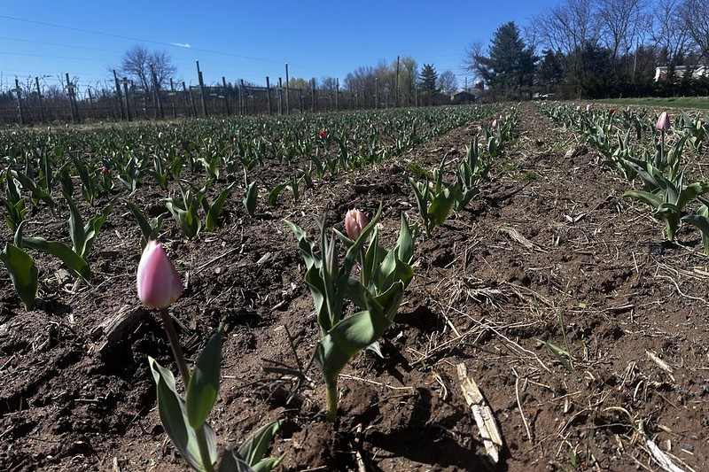 tulip field