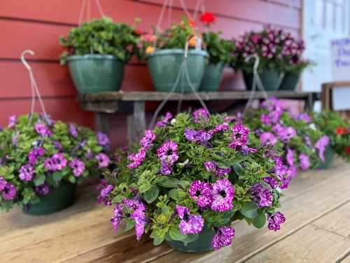 hanging baskets store porch