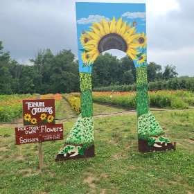 pyo flower field