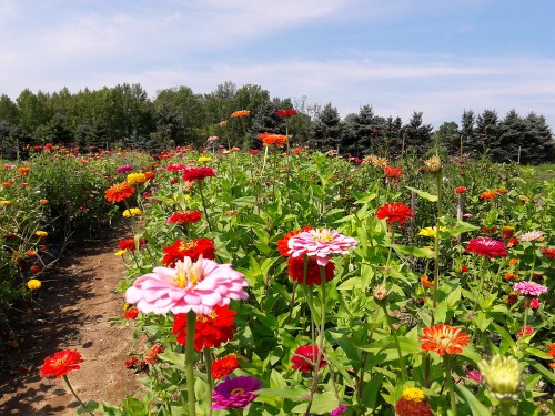 flower patch