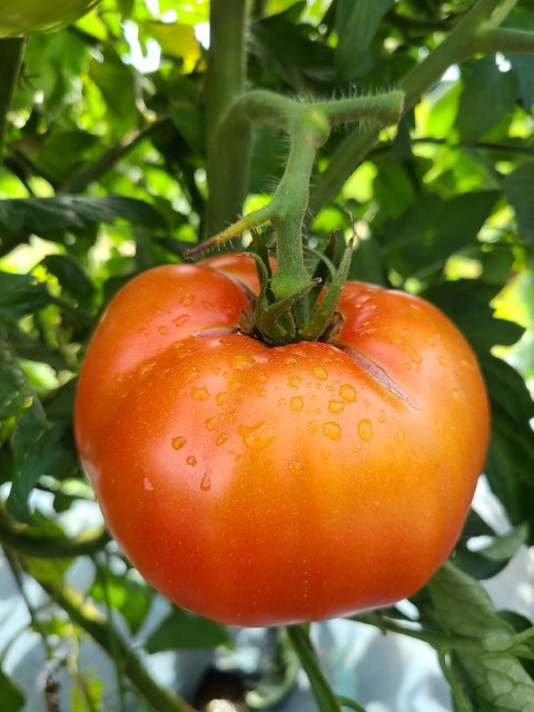 tomato on vine